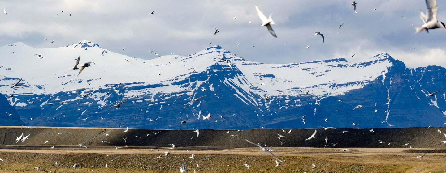 Climate change threatens winged 