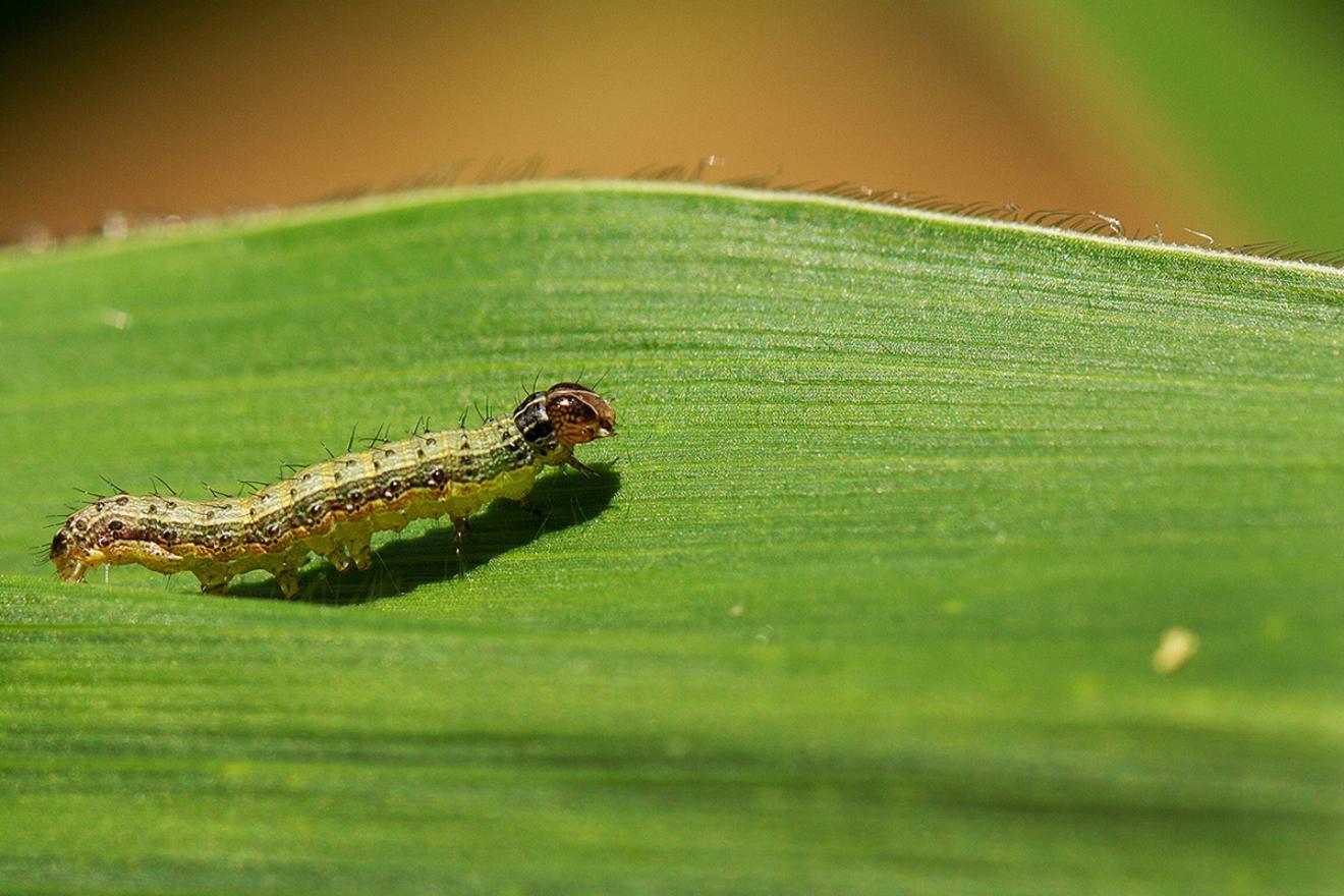 Plant health, safe trade and digital technology